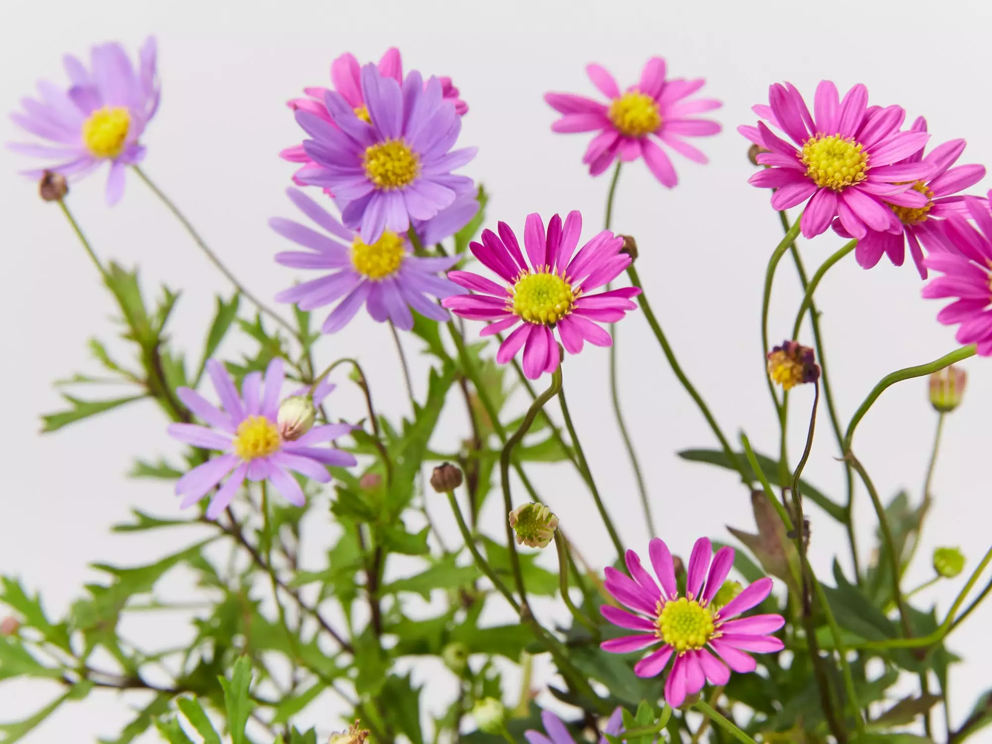 Brachyscome Assorted Flower 🌸 Box 4 Brachyscome Assorted Flower 🌸 Box - Image 2