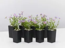 Brachyscome Angustifolia Brasco Violet