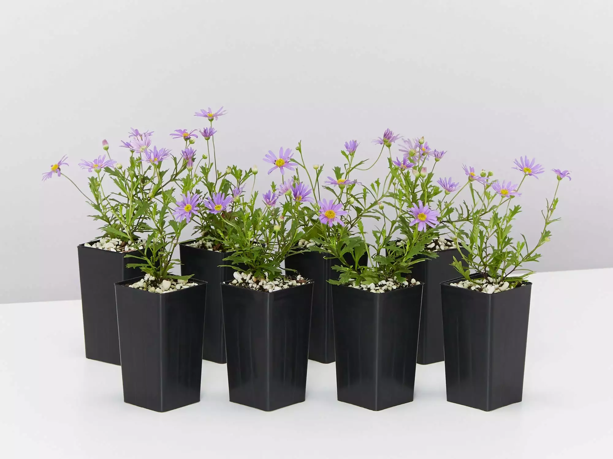 Brachyscome Angustifolia Brasco Violet 3 Brachyscome Angustifolia Brasco Violet