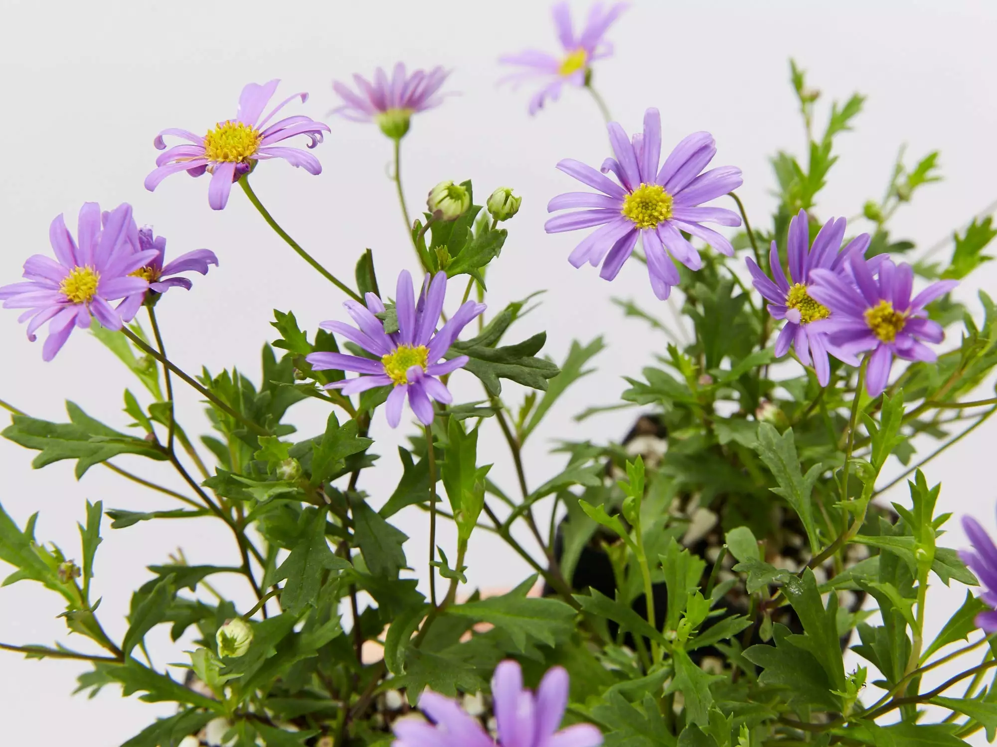 Brachyscome Angustifolia Brasco Violet 4 Brachyscome Angustifolia Brasco Violet - Image 2