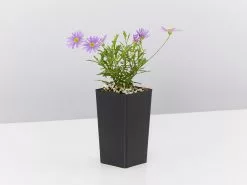 Brachyscome Angustifolia Brasco Violet 10 Brachyscome Angustifolia Brasco Violet -Plants in a Box Sales Shop BrachyscomeBrascoViolet single 60da08a0 61ad 430e ad0e b8cbfb25bd36