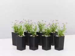 Brachyscome Mauve Delight