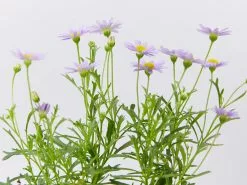 Brachyscome Mauve Delight -Plants in a Box Sales Shop BrachyscomeDelightMauve detail2 899f9364 6d42 4a33 aa0b 1bb63685bbae
