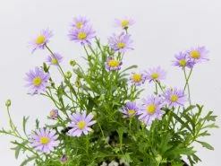 Brachyscome Mauve Delight -Plants in a Box Sales Shop BrachyscomeDelightMauve detail 6d55245f 8670 421e 84f2 015fbd8901e1