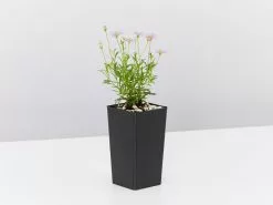 Brachyscome Mauve Delight -Plants in a Box Sales Shop BrachyscomeDelightMauve single 1 e35e19af c2cd 4a65 bc58 5b6c86e6f134