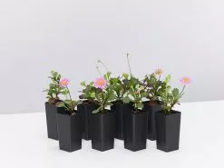 Brachyscome Multifida Fresco Candy