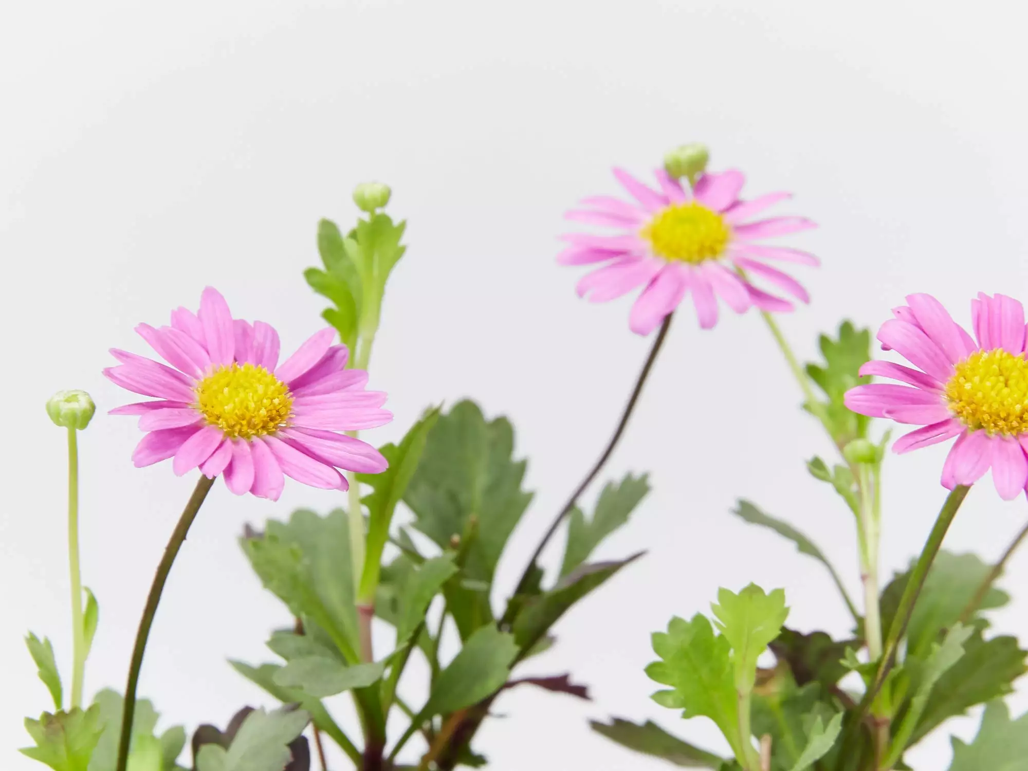 Brachyscome Multifida Fresco Candy 4 Brachyscome Multifida Fresco Candy - Image 2