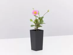 Brachyscome Multifida Fresco Candy 11 Brachyscome Multifida Fresco Candy -Plants in a Box Sales Shop BrachyscomeFrescoCandy single 577d2c0f e2d5 476f 9991 fb3989cfe6ab