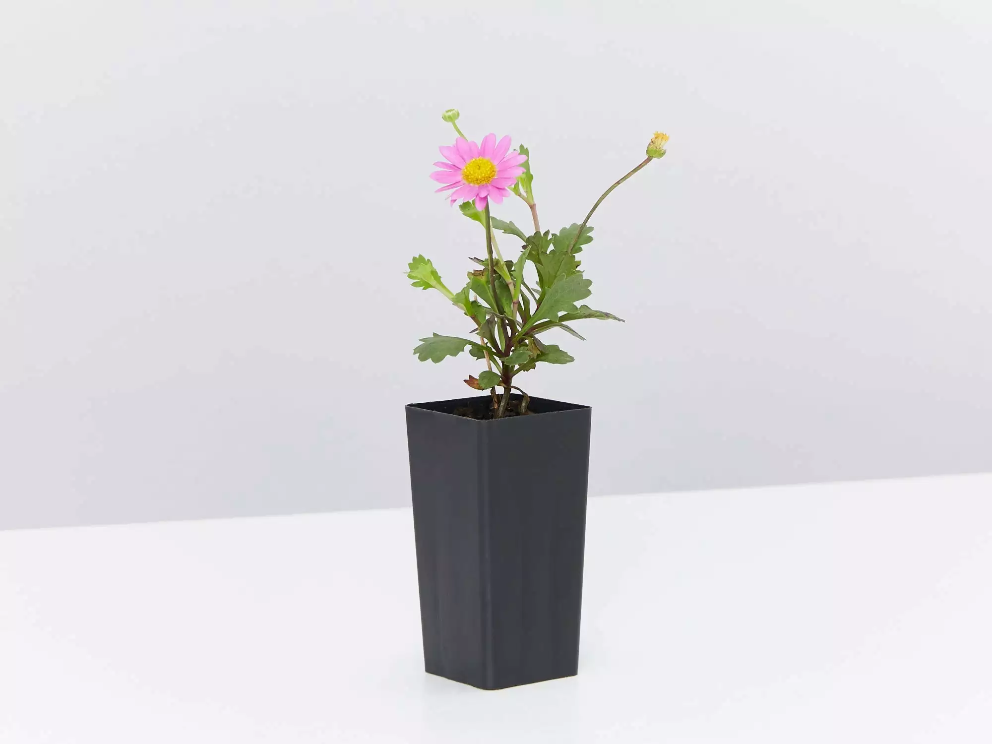 Brachyscome Multifida Fresco Candy 6 Brachyscome Multifida Fresco Candy - Image 4