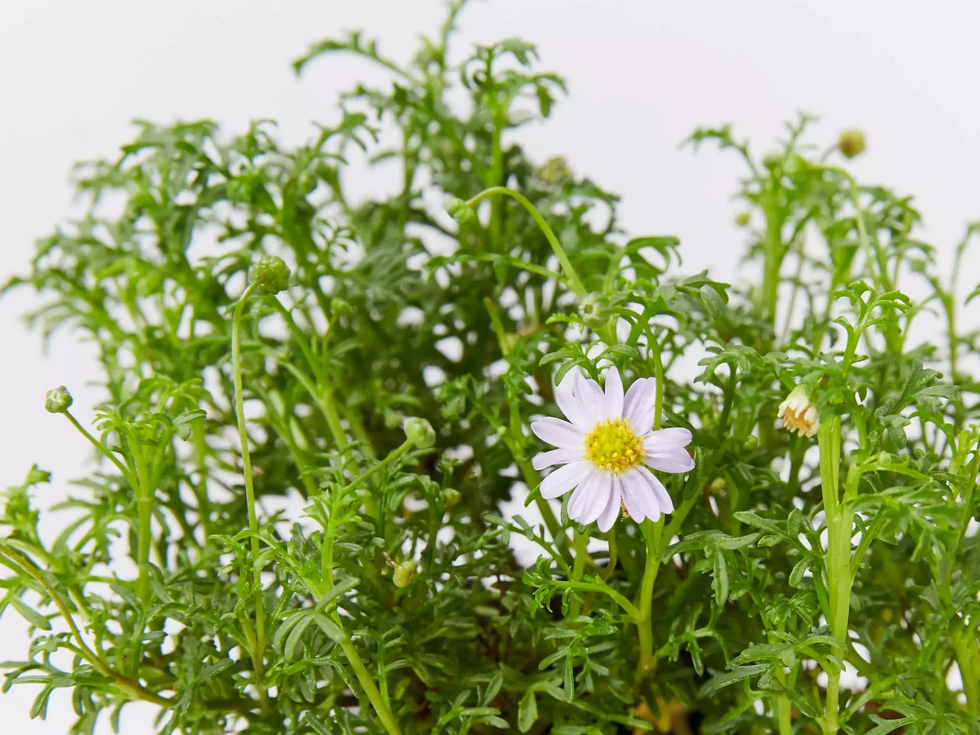 Brachyscome Multifida Pacific Sky 2 Brachyscome Multifida Pacific Sky