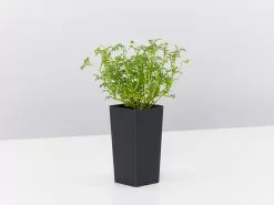 Brachyscome Multifida Pacific Sky 7 Brachyscome Multifida Pacific Sky -Plants in a Box Sales Shop BrachyscomeMultifidaPacificSky single 0d9f5a24 d733 4a5b 9a1c e0b0abf15c11