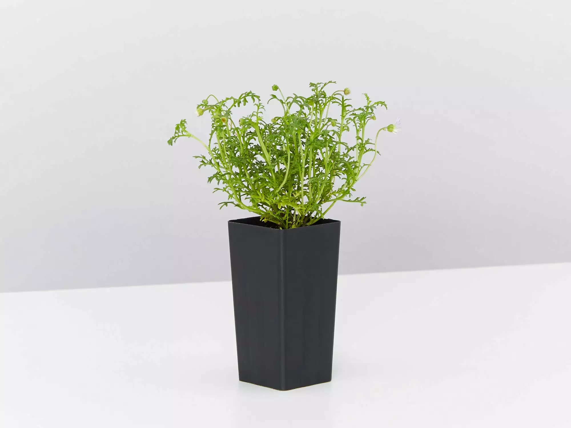 Brachyscome Multifida Pacific Sky 4 Brachyscome Multifida Pacific Sky - Image 3