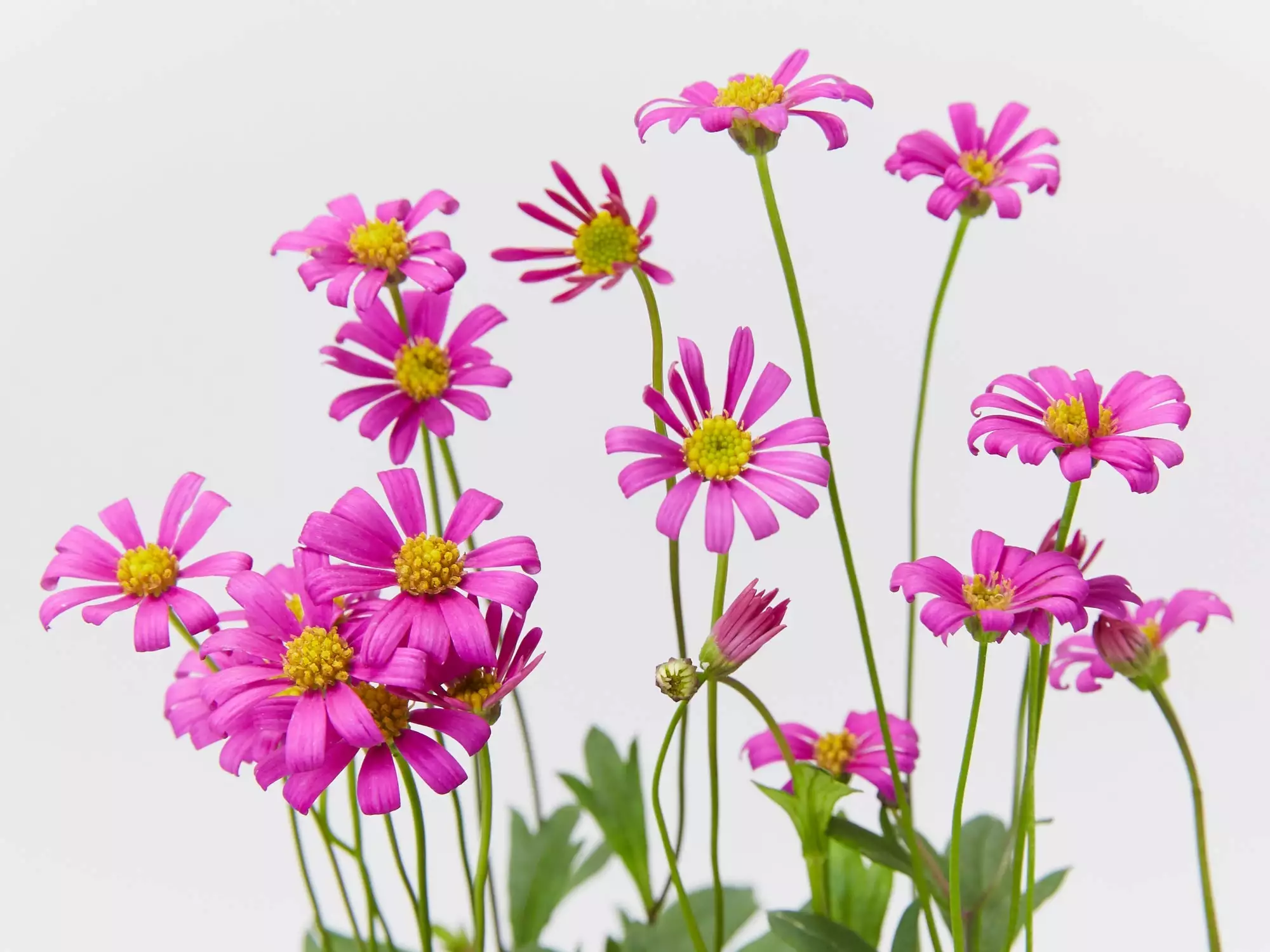 Brachyscome Multifida Radiant Magenta 4 Brachyscome Multifida Radiant Magenta - Image 2