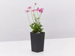 Brachyscome Multifida Radiant Magenta 10 Brachyscome Multifida Radiant Magenta -Plants in a Box Sales Shop BrachyscomeRadientMagenta single 027d053d f58d 4e9f ac68 1ecf86662804