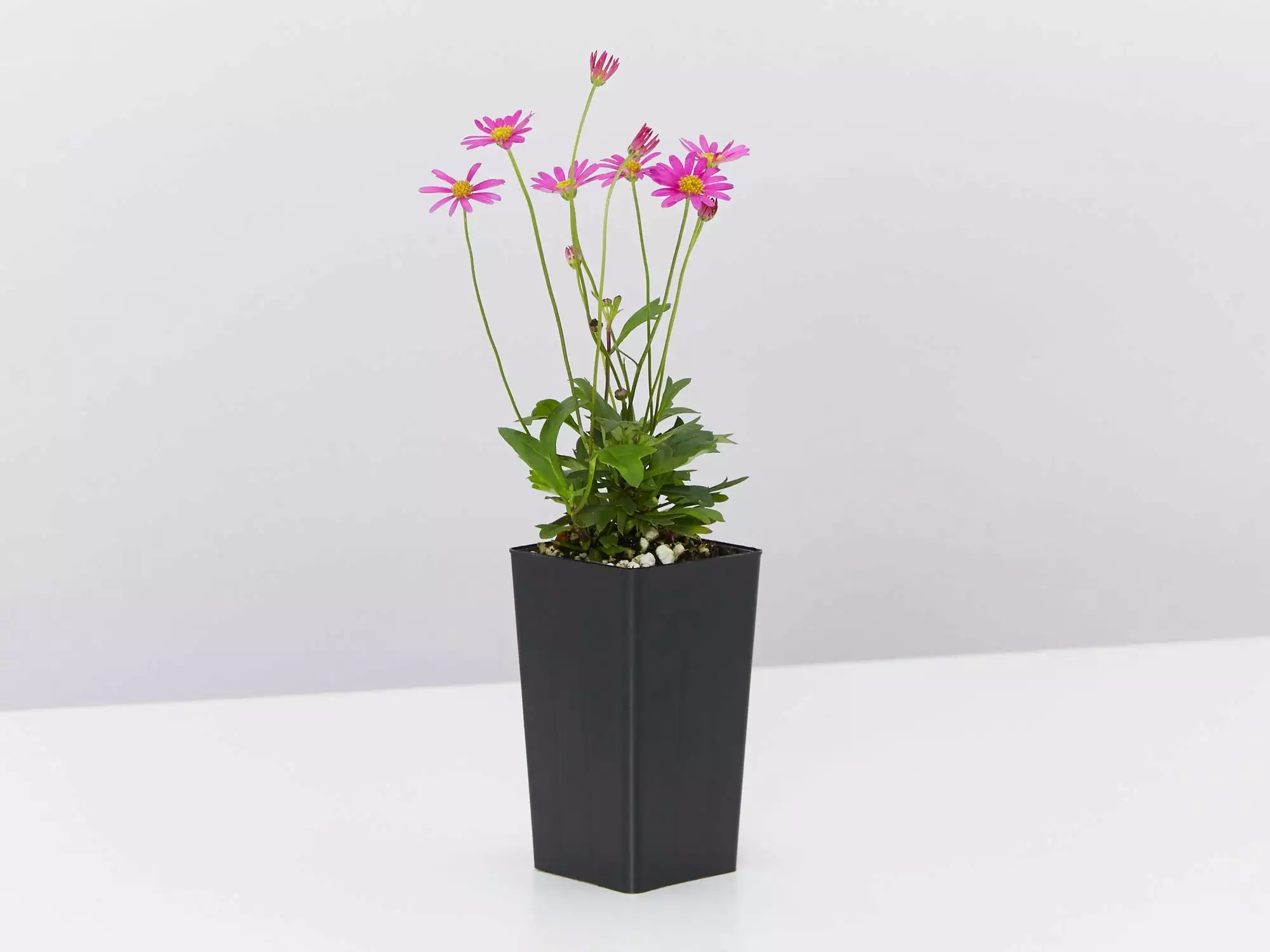 Brachyscome Multifida Radiant Magenta 6 Brachyscome Multifida Radiant Magenta - Image 4