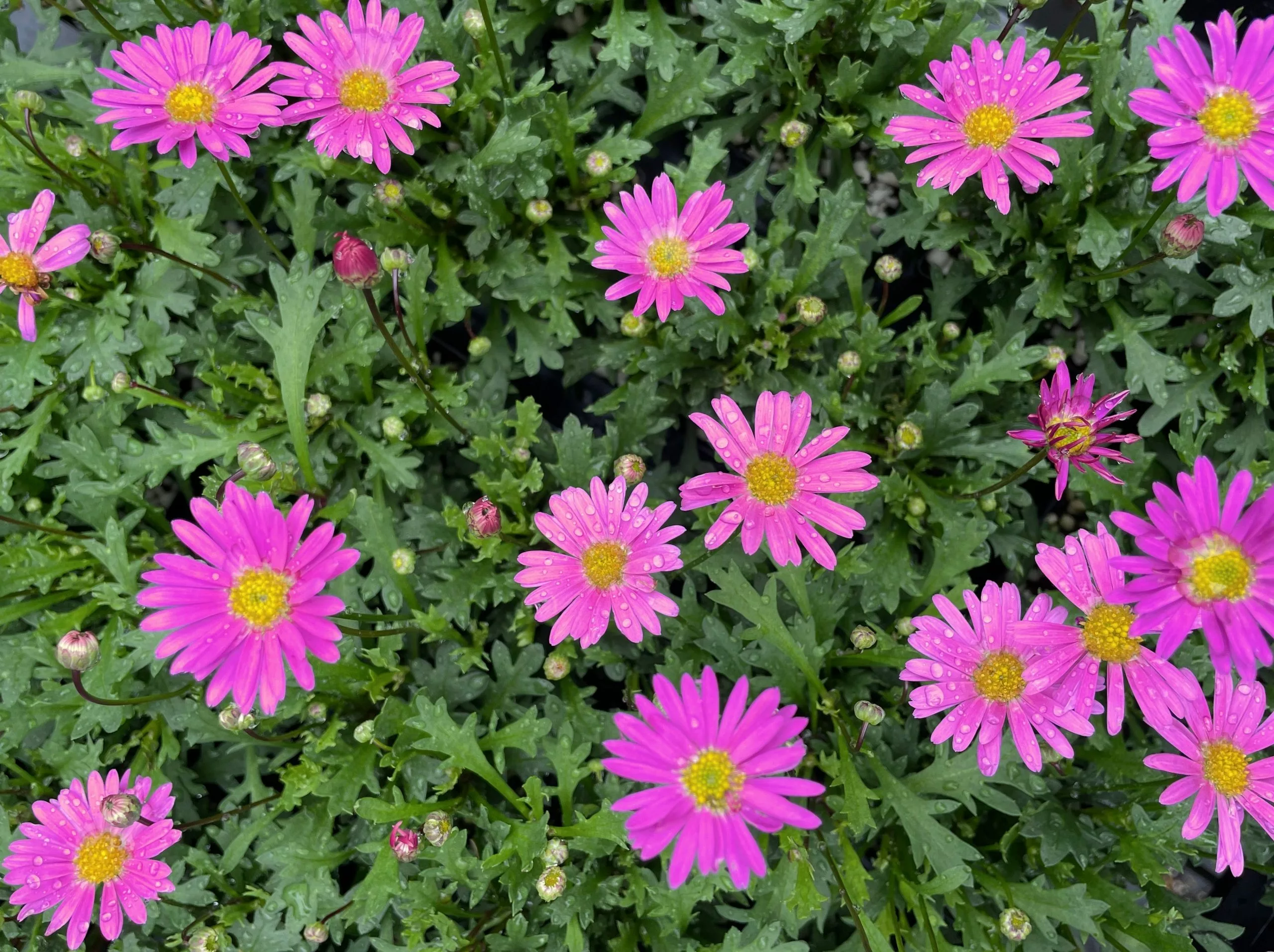 Brachyscome Multifida Fresco Candy 7 Brachyscome Multifida Fresco Candy - Image 5