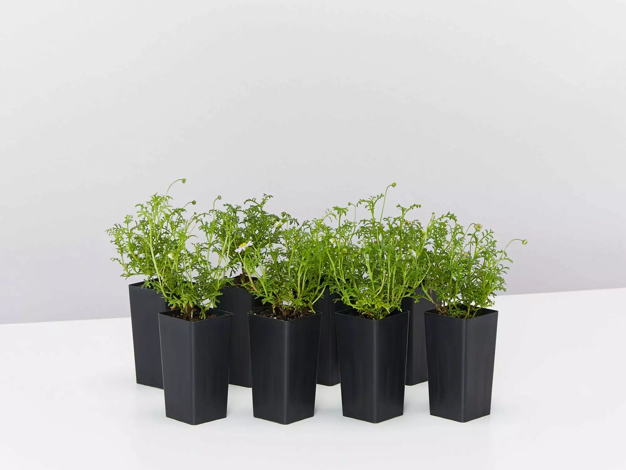 Brachyscome Multifida Pacific Sky 3 Brachyscome Multifida Pacific Sky - Image 2