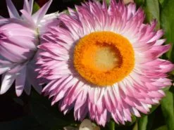Paper Daisy Everlasting Flower Assorted Box ðŸŒ¸ -Plants in a Box Sales Shop BracteanthaJumboLightPink