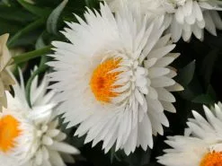 Paper Daisy Everlasting Flower Assorted Box ðŸŒ¸ -Plants in a Box Sales Shop BracteanthaJumboPureWhite