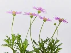 Brachyscome Fresco Purple -Plants in a Box Sales Shop BrchyscomeFrescoPurple detail2 6d2bcc69 ffdd 4687 b0c1 8877a2be82f9