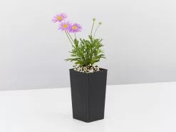 Brachyscome Fresco Purple -Plants in a Box Sales Shop BrchyscomeFrescoPurple single 31b4bbf0 6614 4841 b9f0 0249f494a2ff