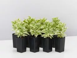 Brunfelsia Latifolia Compacta Variegata