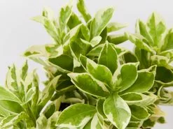 Brunfelsia Latifolia Compacta Variegata - 85mm -Plants in a Box Sales Shop BrunfelsiaLalifoliaCompactaVariegata detail 7080b976 2018 4ba7 b9a6 d104415e7aa7