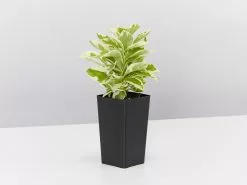 Brunfelsia Latifolia Compacta Variegata -Plants in a Box Sales Shop BrunfelsiaLalifoliaCompactaVariegata single 06bec516 1b30 49e7 8238 94440be247e4