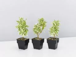 Brunfelsia Latifolia Compacta Variegata - 85mm