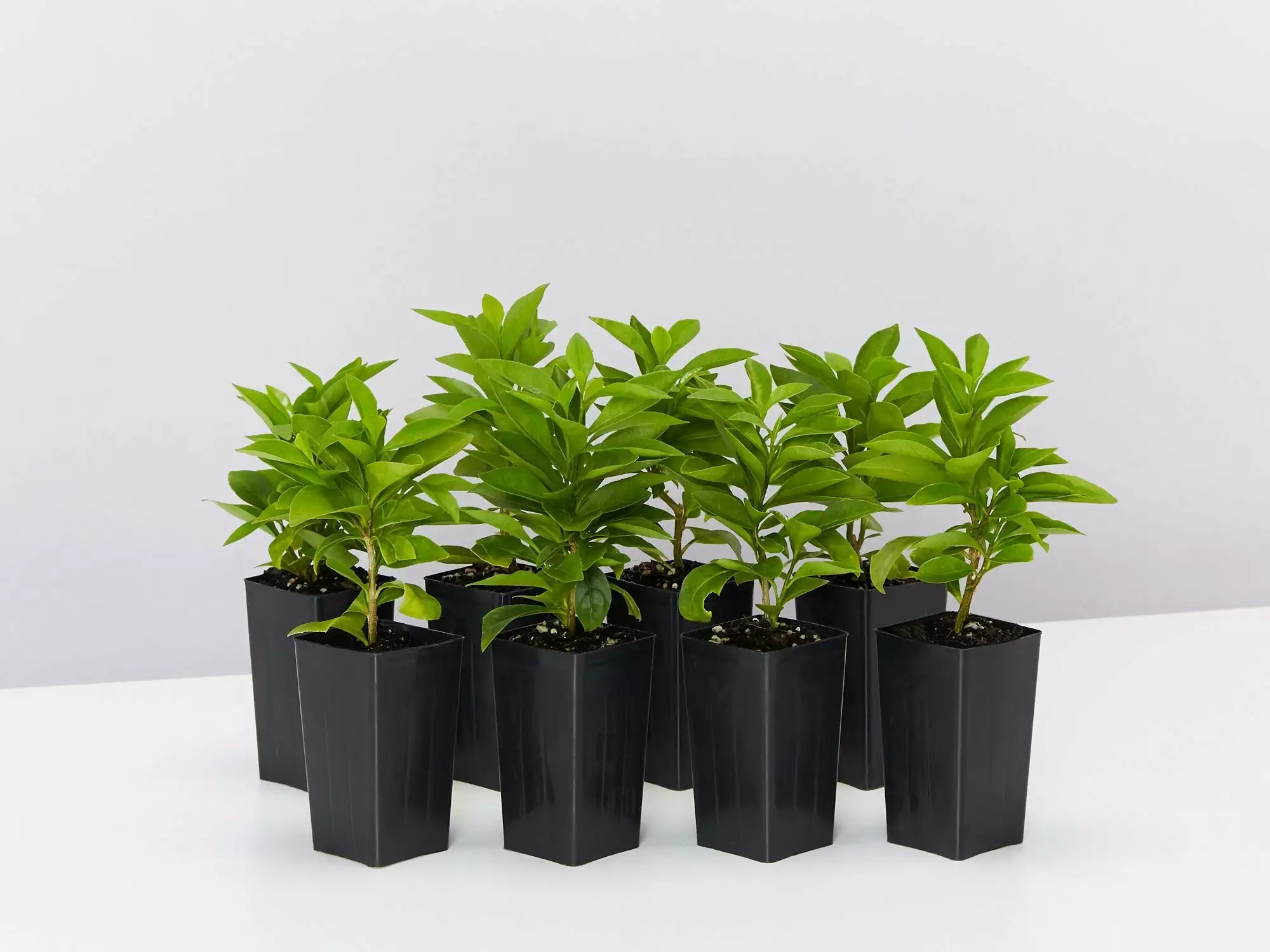 Brunfelsia Latifolia "Yesterday, Today And Tomorrow" 3 Brunfelsia Latifolia "Yesterday, Today And Tomorrow"