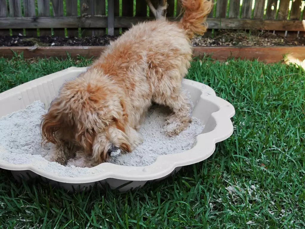 Pet-Friendly Outdoor Plant Box 🈠Non-Toxic 3 Pet-Friendly Outdoor Plant Box 🈠Non-Toxic