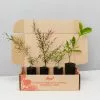The Edible Plant Box -Plants in a Box Sales Shop BushTuckerBox ab7ca85a 0323 4466 b94b 4282391b50f2