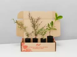 The Edible Plant Box