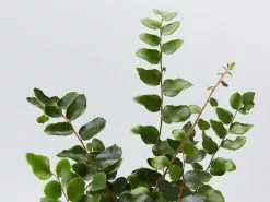 Button Fern - Pot + Plant + Soil -Plants in a Box Sales Shop ButtonFern detail 1