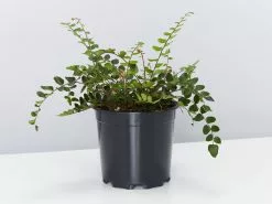 Fern Gift Box - White Pot 12 Fern Gift Box - White Pot -Plants in a Box Sales Shop ButtonFern single 1 34869ad5 d35c 42c0 9449 b2f6b68d97ea