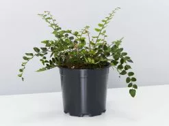 Elho Eco Friendly â™»ï¸Gift Box - Fern Varieties 16 Elho Eco Friendly â™»ï¸Gift Box - Fern Varieties -Plants in a Box Sales Shop ButtonFern single 1 77ae7e97 f04d 4d93 931e e30f96986af4 1