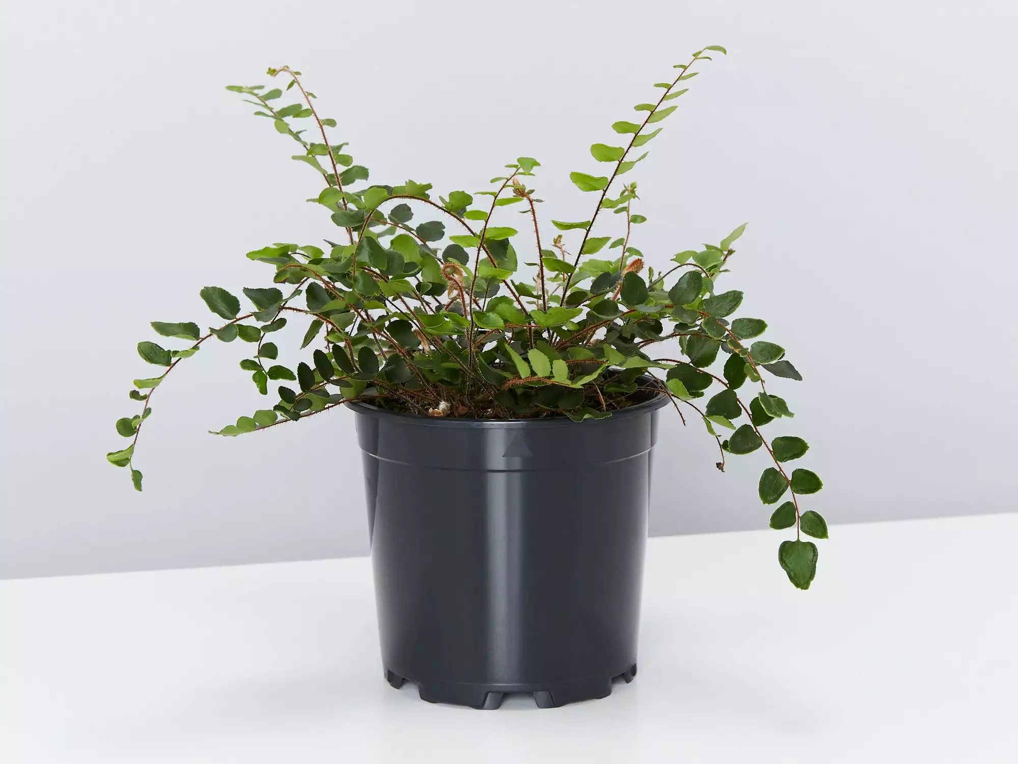 Elho Eco Friendly â™»ï¸Gift Box - Fern Varieties 8 Elho Eco Friendly â™»ï¸Gift Box - Fern Varieties - Image 6