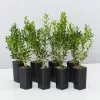 Buxus Harlandii Mystique Low Growing Hedge -Plants in a Box Sales Shop BuxusHarlandiiMystique 8 plants 5acc50c9 cd6e 410e a210 1c003ccfd068
