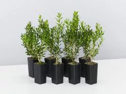 Buxus Harlandii Mystique Low Growing Hedge