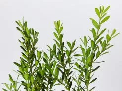 Buxus Harlandii Mystique Low Growing Hedge -Plants in a Box Sales Shop BuxusHarlandiiMystique detail b393c25c 394b 4b02 b2e4 0b96cab07ead