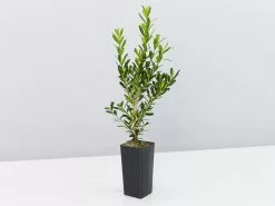 Buxus Harlandii Mystique Low Growing Hedge -Plants in a Box Sales Shop BuxusHarlandiiMystique single 2f0e772f 6bd1 44a9 8464 95f9ae2ebafc