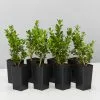 Buxus Microphylla 'Faulkner' 1 Buxus Microphylla 'Faulkner' -Plants in a Box Sales Shop BuxusMicrophyllaFaulkner 8plants d9e08db7 77f5 4c9c b95a b868b93e13eb