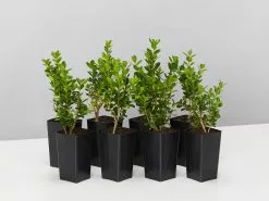 Buxus Microphylla 'Faulkner'