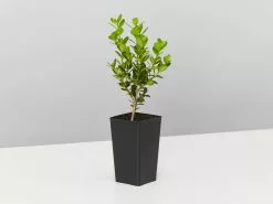 Buxus Microphylla 'Faulkner' -Plants in a Box Sales Shop BuxusMicrophyllaFaulkner single 398ef87c 5c2f 44e4 87d5 2e67df2881bb