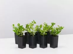 Buxus Microphylla Japonica