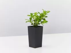 Buxus Microphylla Japonica -Plants in a Box Sales Shop BuxusMicrophyllaJaponica single 965fa679 bb93 41c1 b612 83a61756dabe