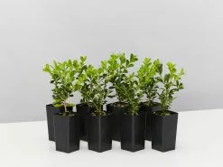 Buxus Microphylla Microphylla Korean Box Hedge