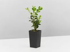 Buxus Microphylla Microphylla Korean Box Hedge -Plants in a Box Sales Shop BuxusMicrophyllaMicrophylla single 9780f145 23df 4439 9111 75f7b92394e2