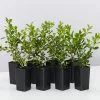 Buxus Sempervirens