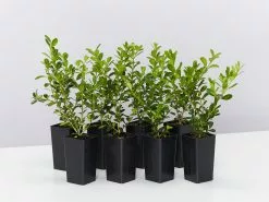 Buxus Sempervirens